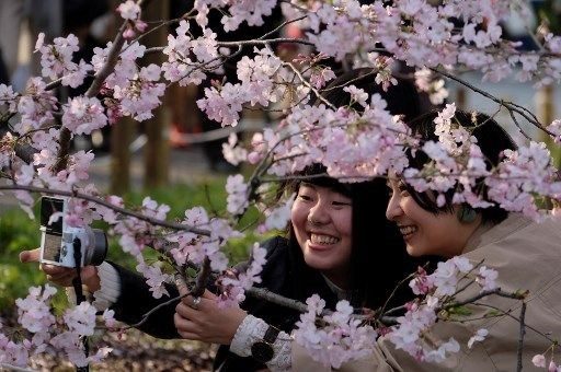 Tokyo'da sakura şöleni
