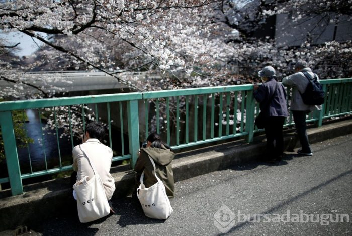 Tokyo'da sakura şöleni
