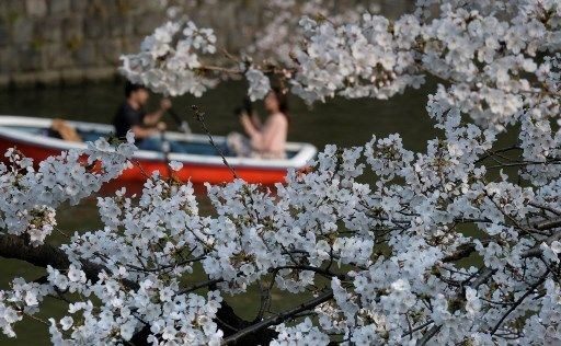 Tokyo'da sakura şöleni
