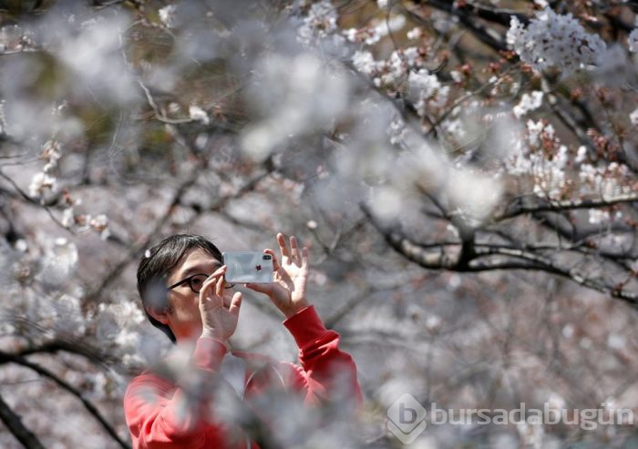 Tokyo'da sakura şöleni
