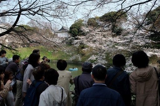 Tokyo'da sakura şöleni

