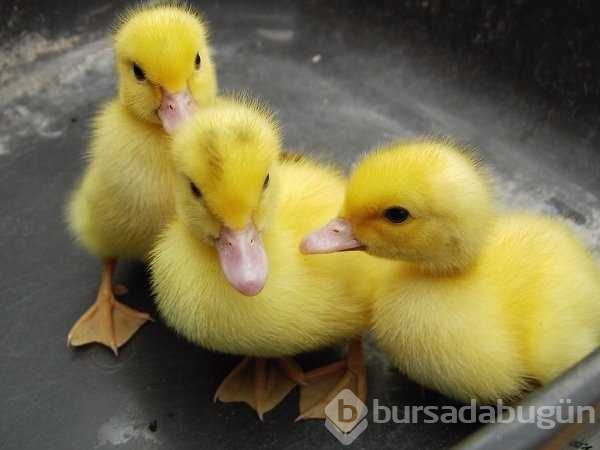 İlk kez duyacağınız birbirinden ilginç bilgiler

