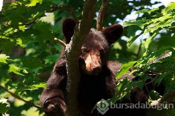 İlk kez duyacağınız birbirinden ilginç bilgiler
