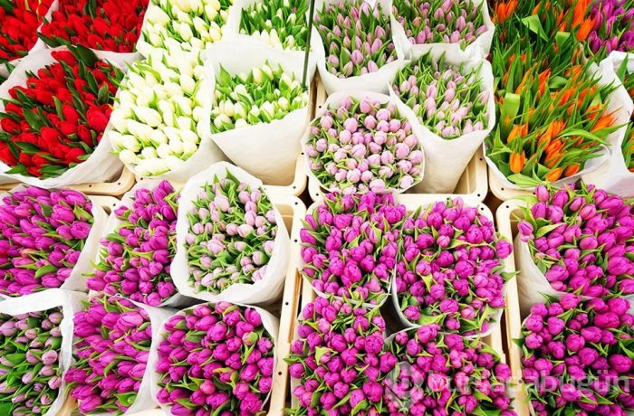 Çiçeklerin peşinde rengarenk ilkbahar gezi rotaları