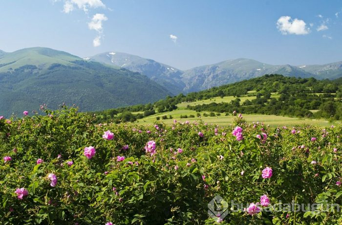Çiçeklerin peşinde rengarenk ilkbahar gezi rotaları