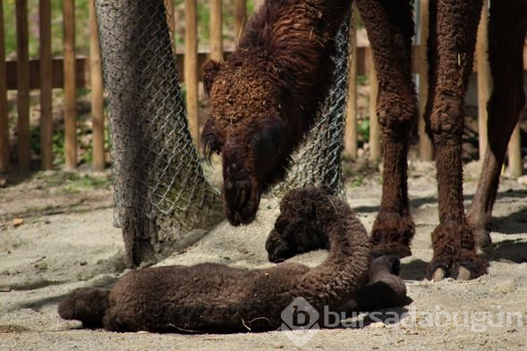'Birkaç kez görmüştüm ama ilk defa bu kadar yaklaştım'
