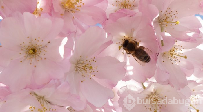 Doğanın lila rengiyle süslendiği "sakura" günleri
