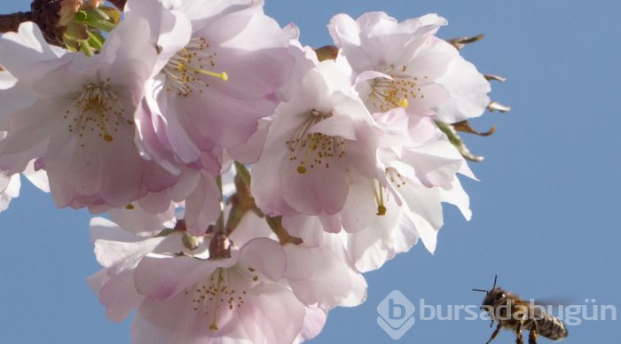 Doğanın lila rengiyle süslendiği "sakura" günleri
