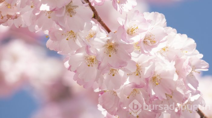 Doğanın lila rengiyle süslendiği "sakura" günleri
