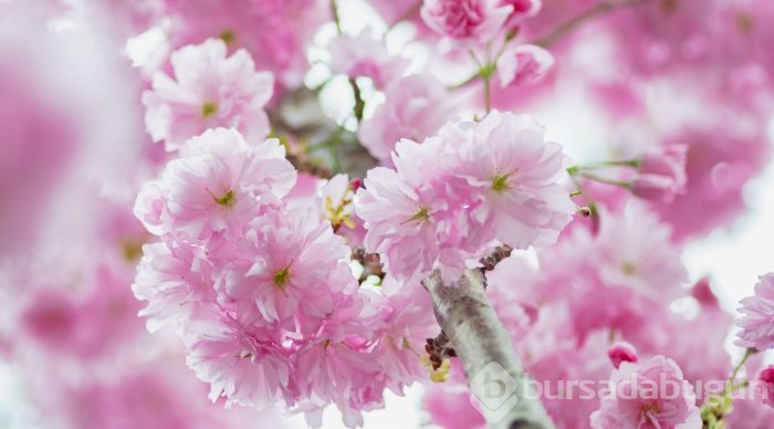 Doğanın lila rengiyle süslendiği "sakura" günleri
