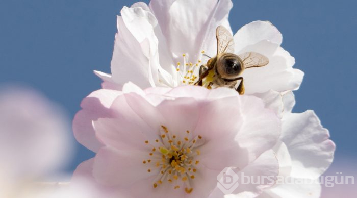 Doğanın lila rengiyle süslendiği "sakura" günleri
