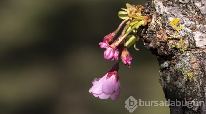 Doğanın lila rengiyle süslendiği "sakura" günleri
