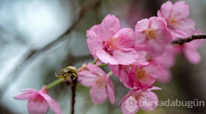 Doğanın lila rengiyle süslendiği "sakura" günleri
