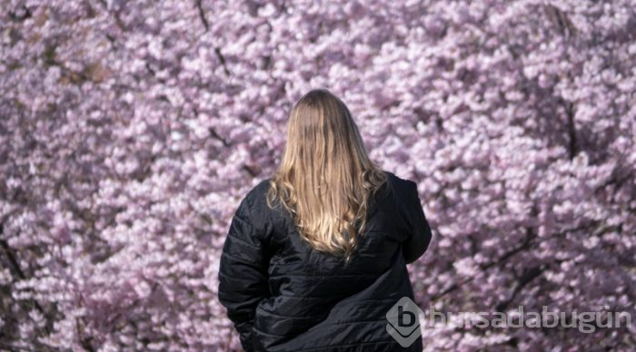 Doğanın lila rengiyle süslendiği "sakura" günleri
