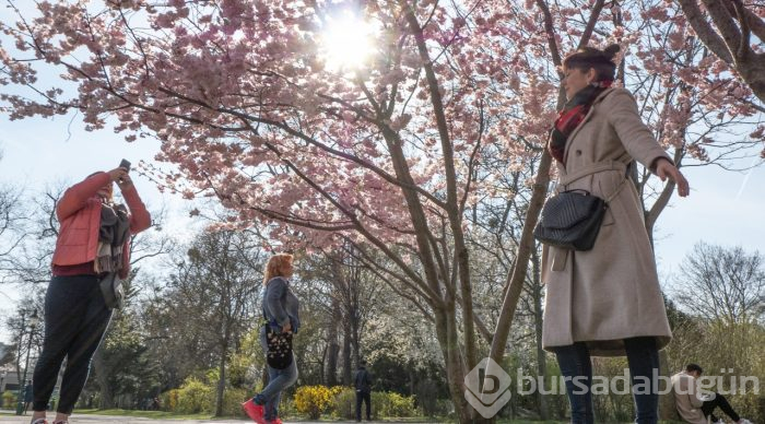 Doğanın lila rengiyle süslendiği "sakura" günleri
