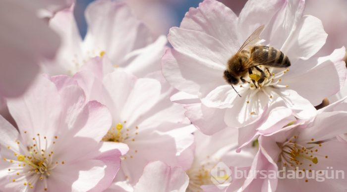 Doğanın lila rengiyle süslendiği "sakura" günleri
