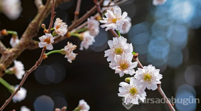 Doğanın lila rengiyle süslendiği "sakura" günleri
