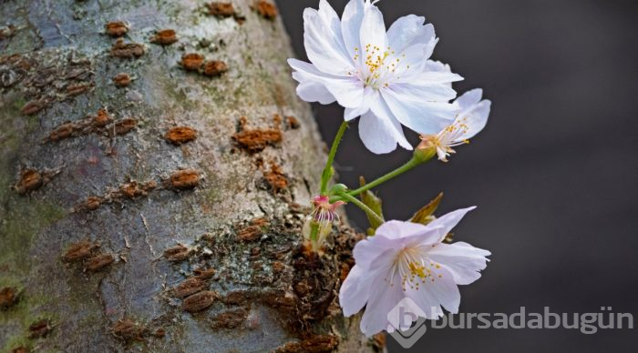 Doğanın lila rengiyle süslendiği "sakura" günleri
