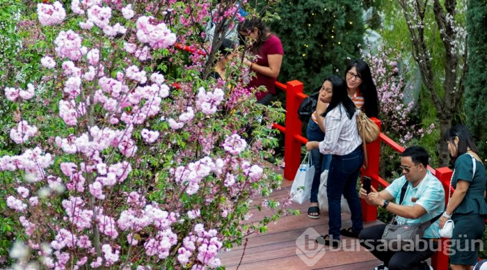 Doğanın lila rengiyle süslendiği "sakura" günleri

