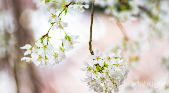 Doğanın lila rengiyle süslendiği "sakura" günleri
