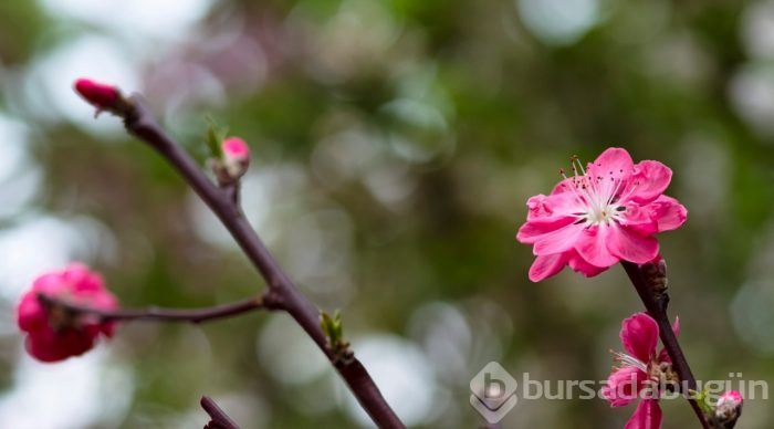 Doğanın lila rengiyle süslendiği "sakura" günleri
