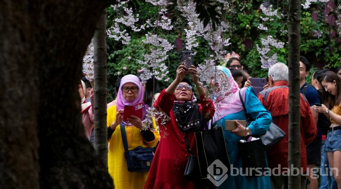Doğanın lila rengiyle süslendiği "sakura" günleri
