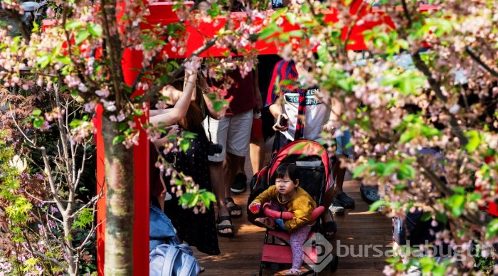 Doğanın lila rengiyle süslendiği "sakura" günleri
