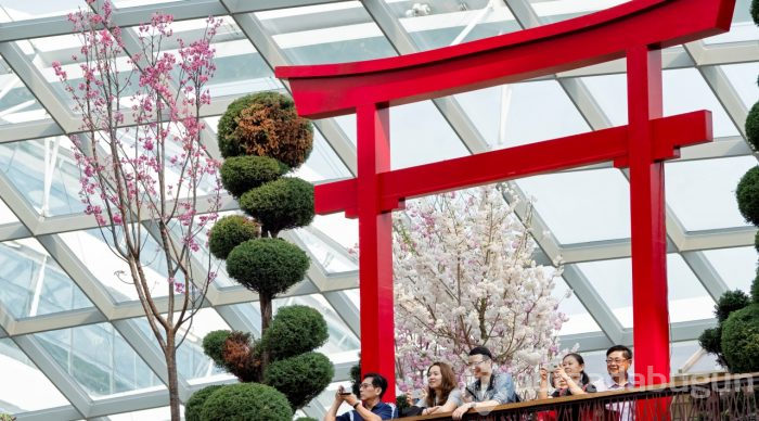 Doğanın lila rengiyle süslendiği "sakura" günleri
