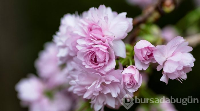 Doğanın lila rengiyle süslendiği "sakura" günleri
