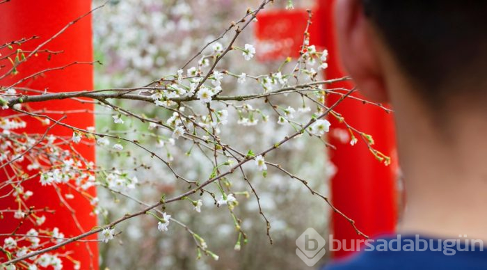 Doğanın lila rengiyle süslendiği "sakura" günleri
