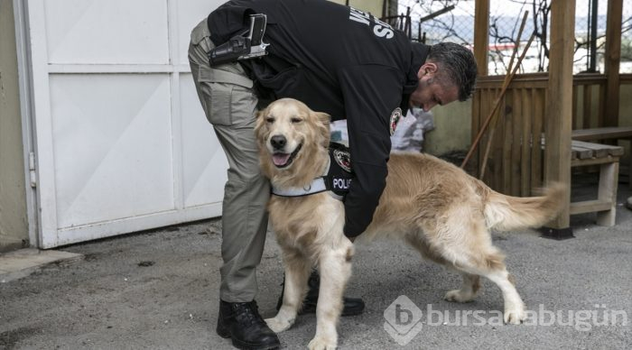 "Hassas burunlar" zehir tacirlerine geçit vermiyor
