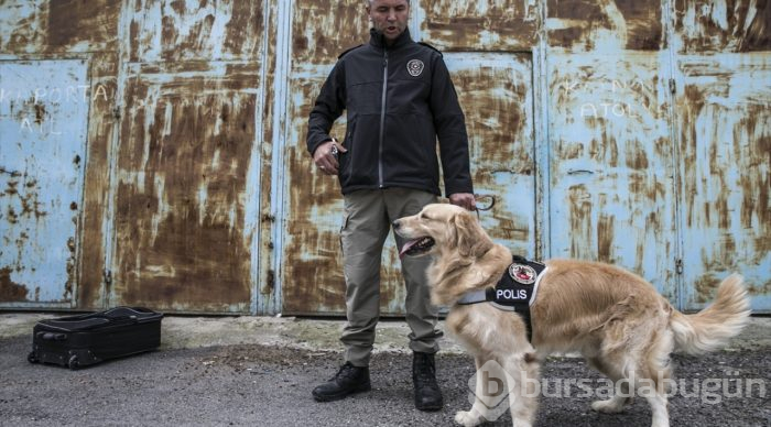 "Hassas burunlar" zehir tacirlerine geçit vermiyor
