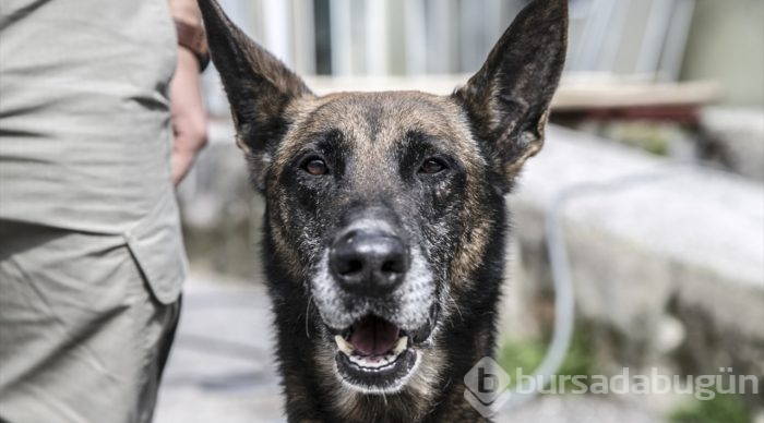 "Hassas burunlar" zehir tacirlerine geçit vermiyor
