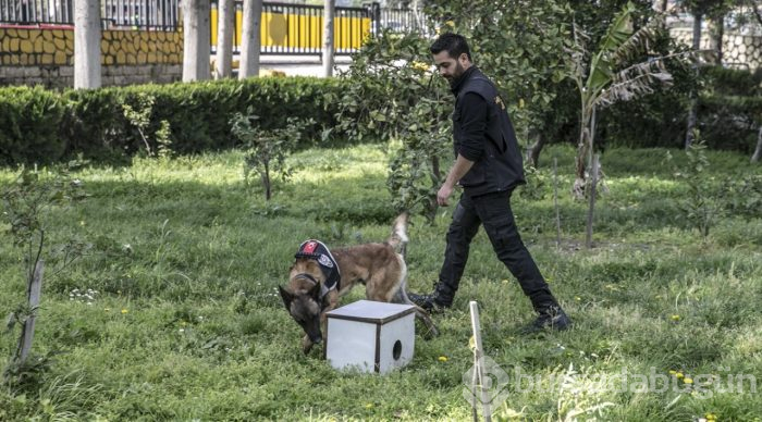 "Hassas burunlar" zehir tacirlerine geçit vermiyor
