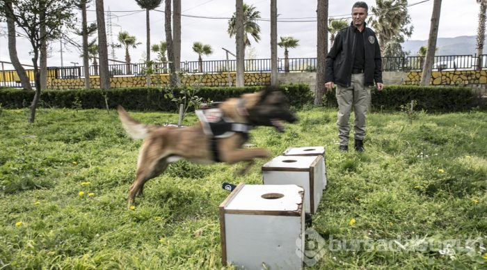 "Hassas burunlar" zehir tacirlerine geçit vermiyor
