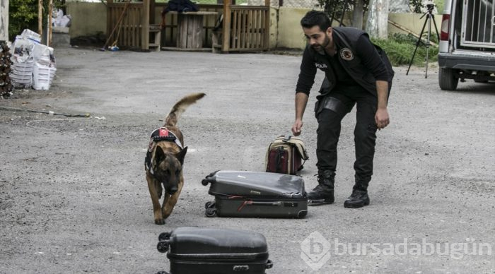 "Hassas burunlar" zehir tacirlerine geçit vermiyor
