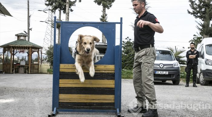 "Hassas burunlar" zehir tacirlerine geçit vermiyor
