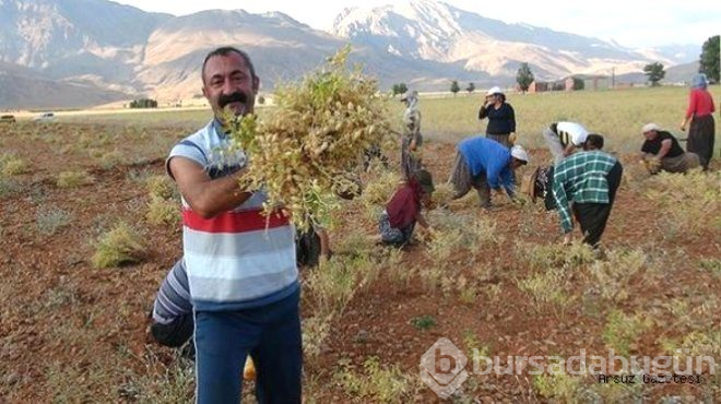 Tunceli'yi alan Komünist Başkan Mehmet Fatih Maçoğlu'nun, asıl mesleğine bakın!