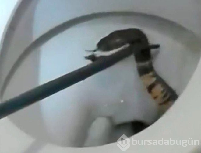 Klozette dehşete düşüren manzara! az daha felaketi yaşayacaktı