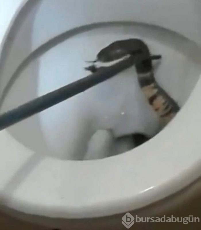 Klozette dehşete düşüren manzara! az daha felaketi yaşayacaktı