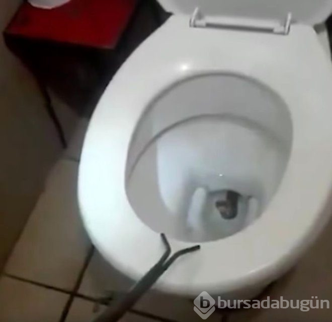 Klozette dehşete düşüren manzara! az daha felaketi yaşayacaktı