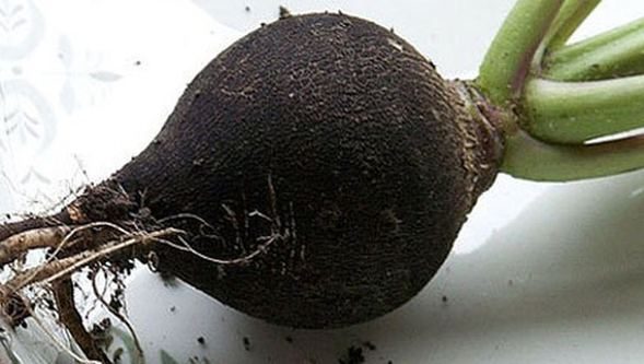 Siyah turpun faydaları saymakla bitmiyor
