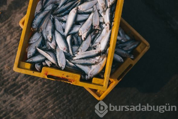 Hangi balık hangi ay yenir? Ay ay balık yeme rehberi
