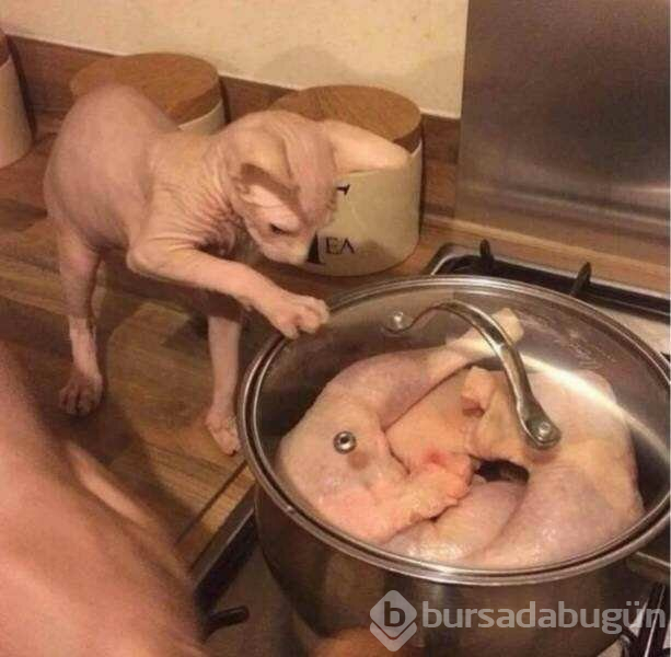 Günün en çok paylaşılan fotoğrafları (03.04.2019)
