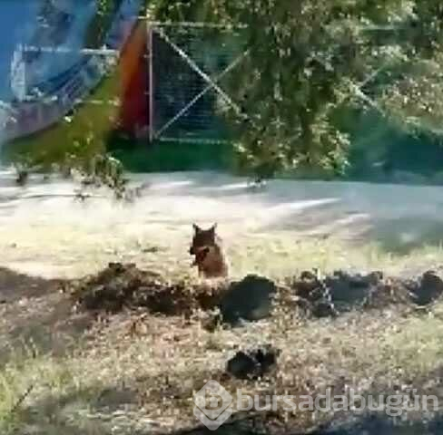 Hayvanat bahçesinden kaçan kurt böyle görüntülendi
