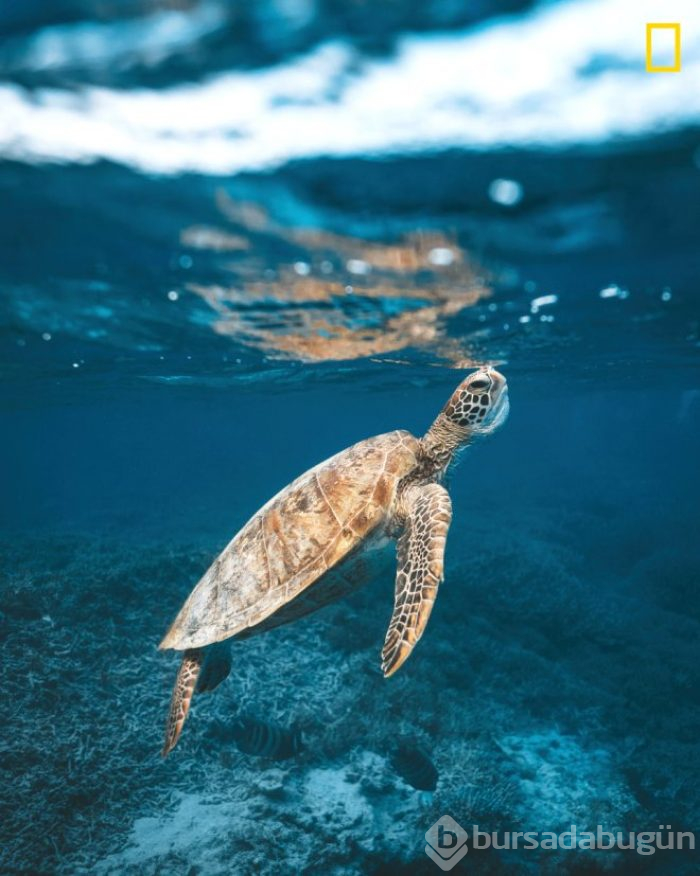 İncecik ip üzerinde ölüme meydan okudu! İşte National Geographic en iyi seyahat temalı fotoğraf yarışmasından kareler