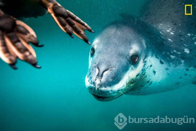 İncecik ip üzerinde ölüme meydan okudu! İşte National Geographic en iyi seyahat temalı fotoğraf yarışmasından kareler
