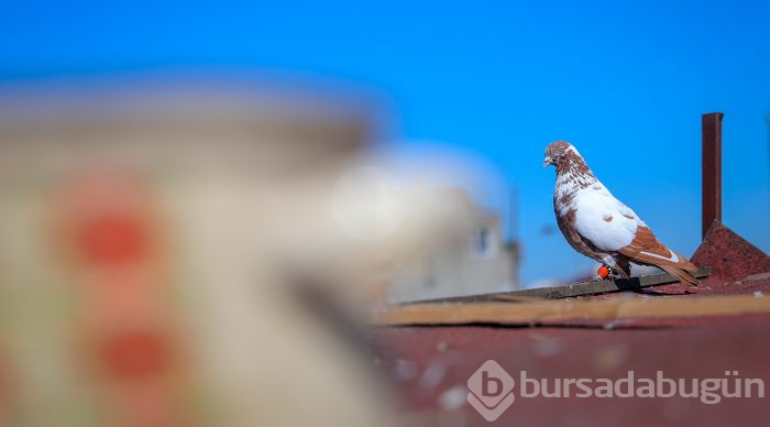 Çay ocağını kuşlar için yuvaya dönüştürdü
