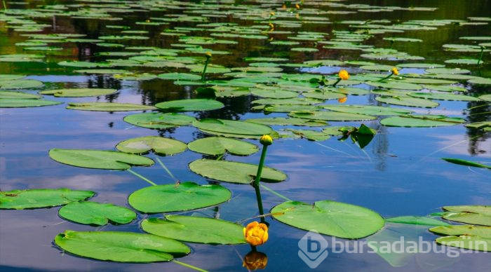 Kuş cenneti Gölbaşı turizme kazandırılacak
