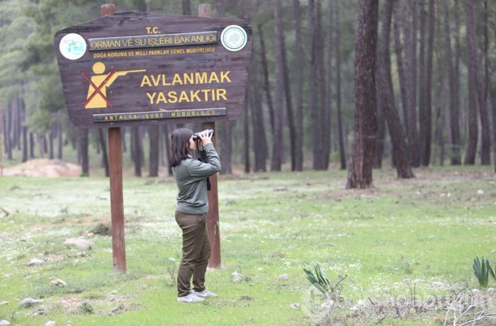 Hayvanat bahçesinden kaçan kurt aranıyor